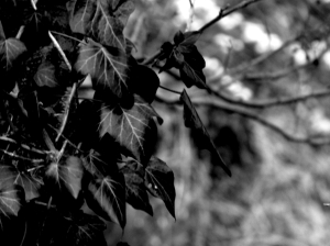 Black and white ivy